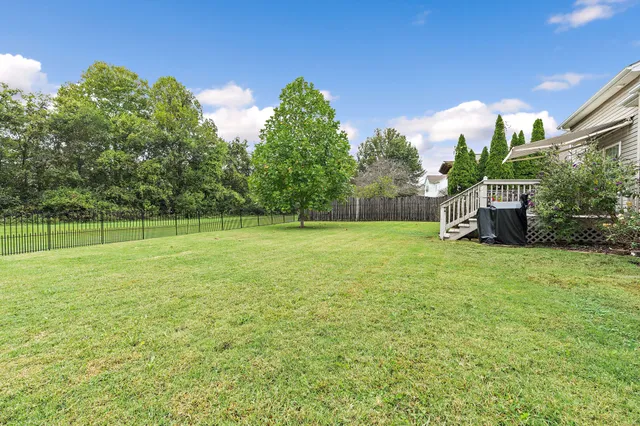 a view of a field with a tree