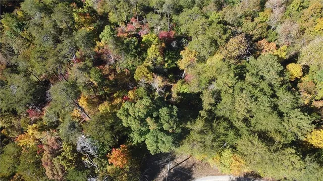 a view of a lot of trees