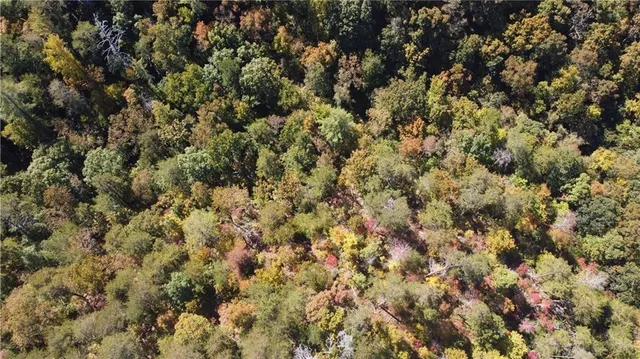 a view of a forest with a tree