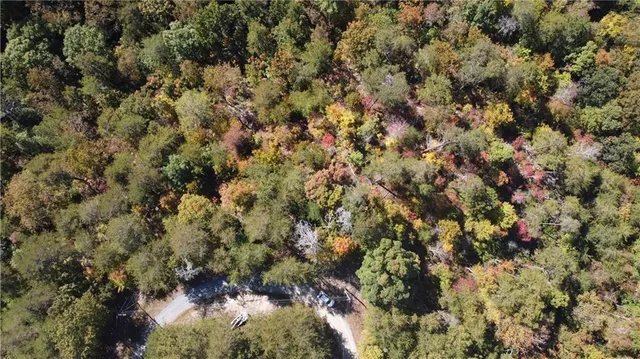 a view of a forest with large trees