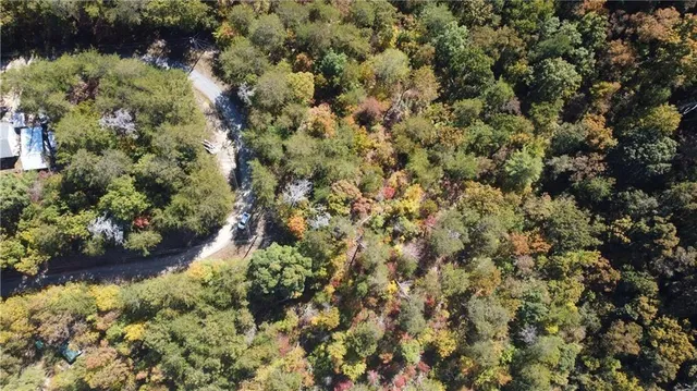 a view of a forest with trees in the background