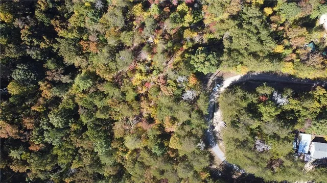 a view of a forest that has a tree