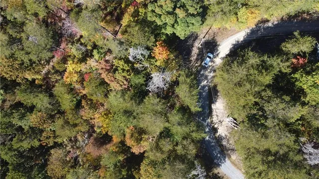 a view of a forest with trees in back
