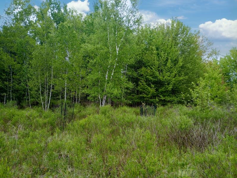 58-acres Northeast County Line Road Coleman, MI 48618 - Photo 7 of 45