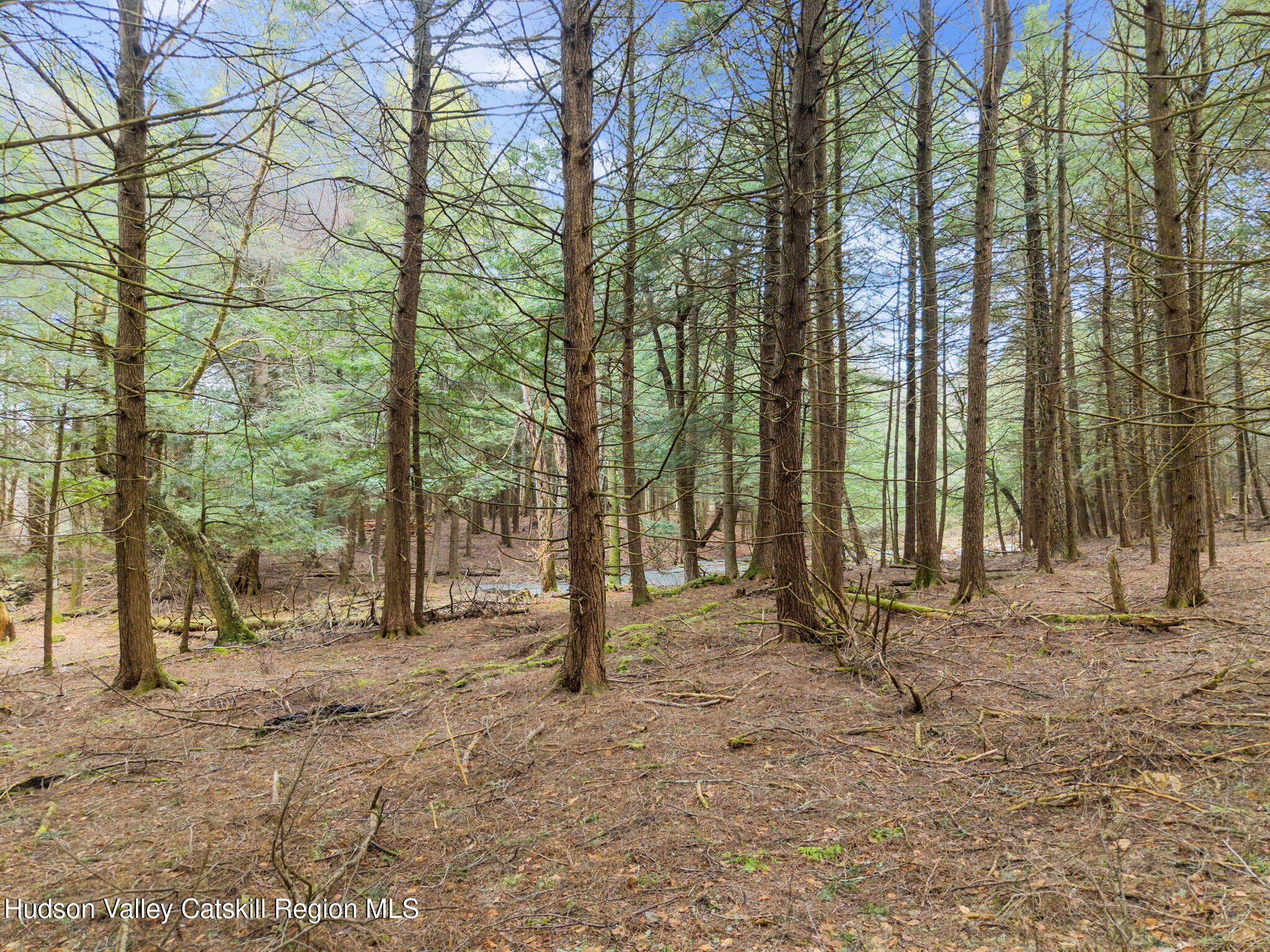 202 Blakesley Road, Unit PRIVATE Gilboa, NY 12076 - Photo 27 of 39 a view of backyard space and tree