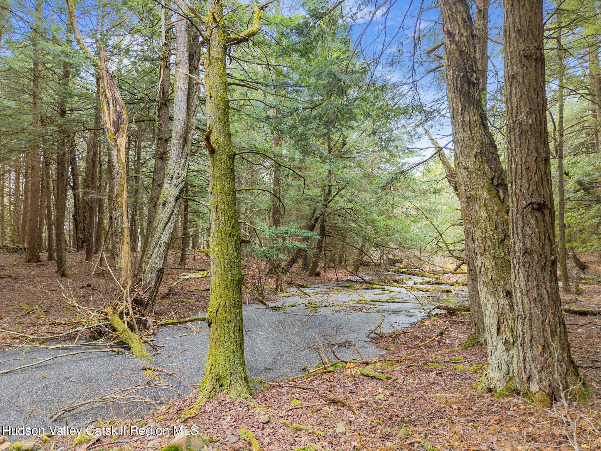 202 Blakesley Road, Unit PRIVATE Gilboa, NY 12076 - Photo 28 of 39 a view of a yard with large trees
