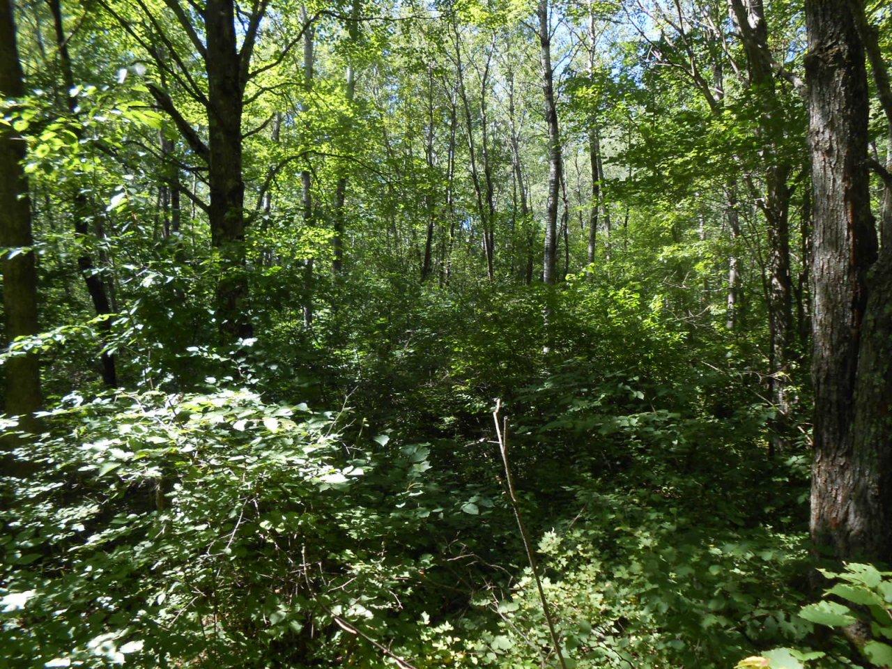 Off Green Creek Road Kennan, WI 54537 - Photo 1 of 15 Gallery Image 1