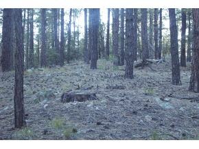 5875 Old Walker Road Prescott, AZ 86303 - Photo 2 of 5 Additional Photo