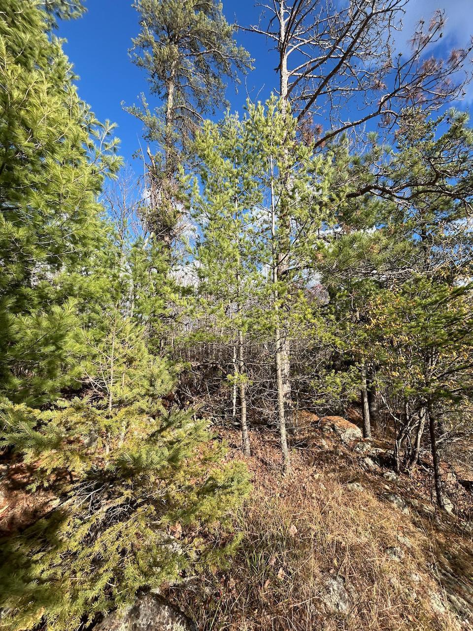 Tbd Wilderness Way Road Orr, MN 55771 - Photo 7 of 22