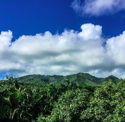 6820 B Koolau Road Kilauea, HI 96754 - Photo 3 of 4 a view of a bunch of trees