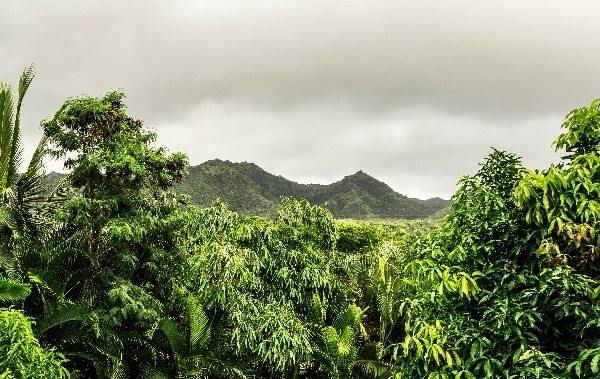 6820 B Koolau Road Kilauea, HI 96754 - Photo 4 of 4 a view of a big yard with plants and a large tree