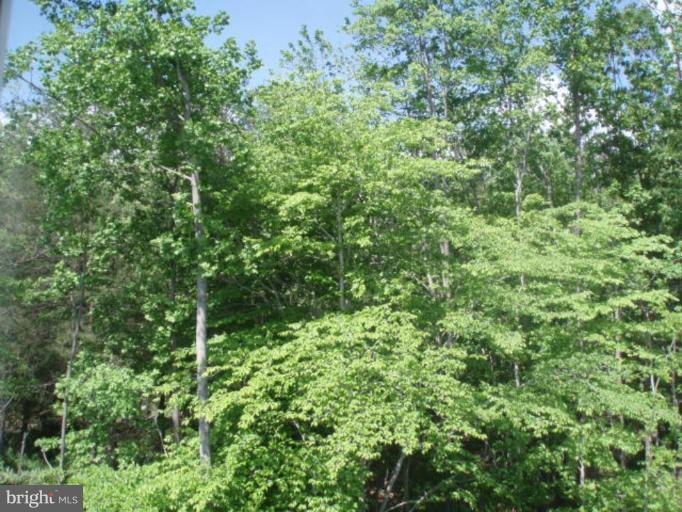 8170 Mission Road Jessup, MD 20794 - Photo 11 of 12 a view of a lush green forest