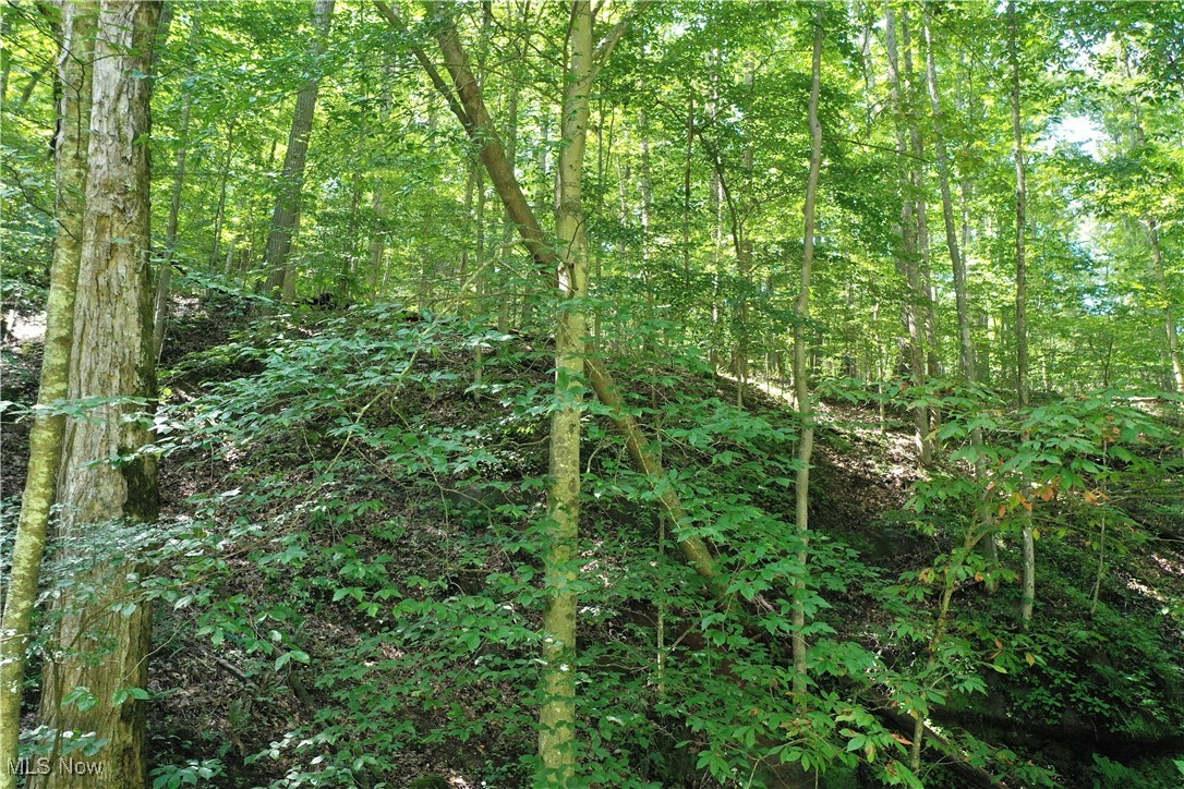 2 Big Root Road Grantsville, WV 26147 - Photo 9 of 18 Gallery Image 9