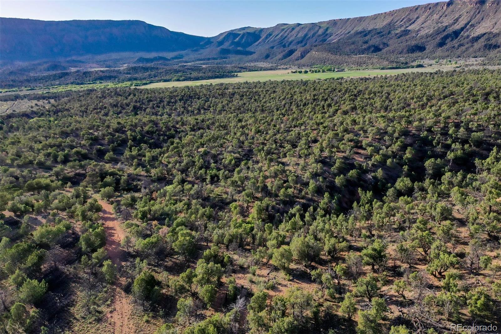 Undisclosed Address Paradox, CO 81429 - Photo 37 of 50 a view of a yard with a tree