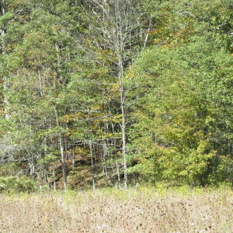 Frost Road Dunmore, WV 24934 - Photo 8 of 14 Gallery Image 8