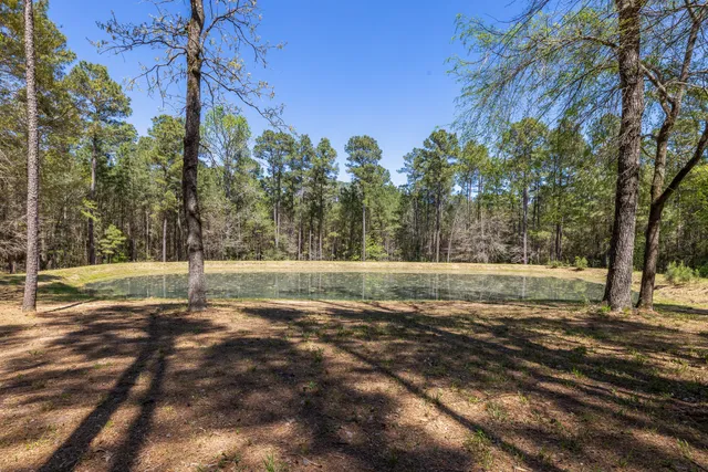 a view of a park with large trees