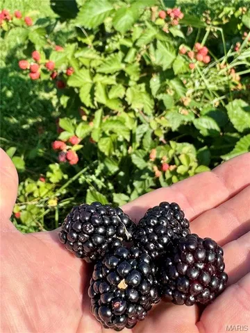 $539,000 | 6554 County Road 249, Palmyra, MO 63461