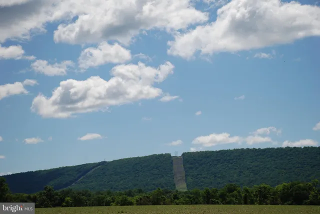 a view of a bunch of trees in the background