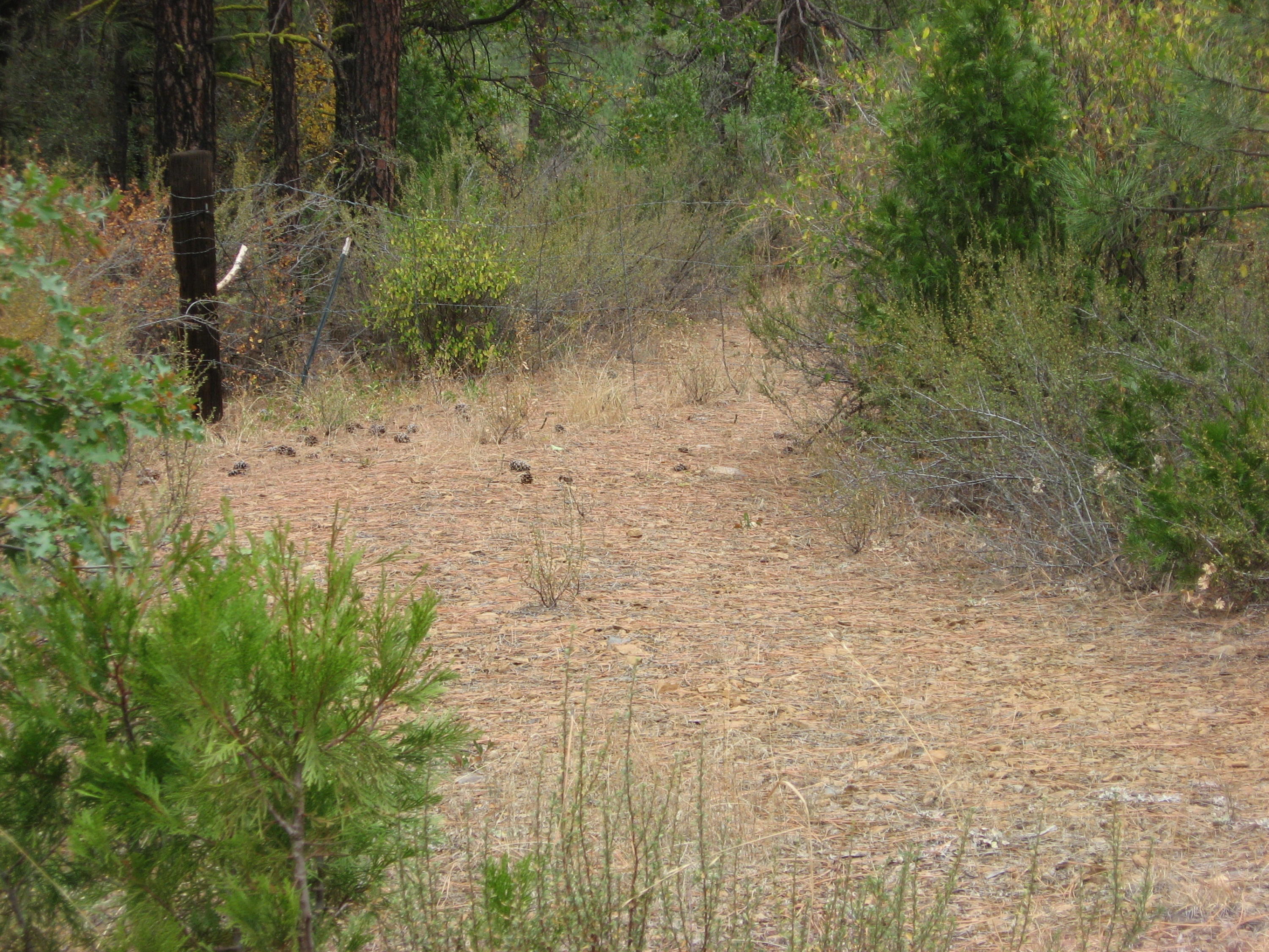 Foothill Road Nubieber, CA 96068 - Photo 3 of 3 a view of a yard with lots of bushes
