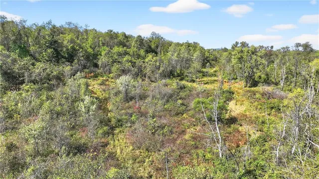 a view of a forest with a houses