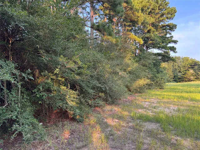 a view of a forest with plants and large trees