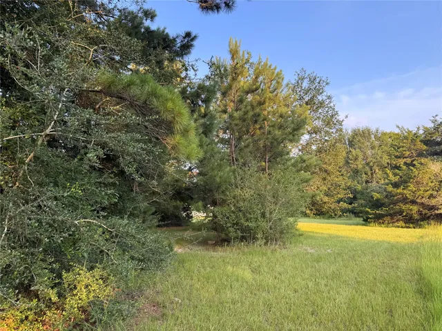 a view of yard with large trees and plants