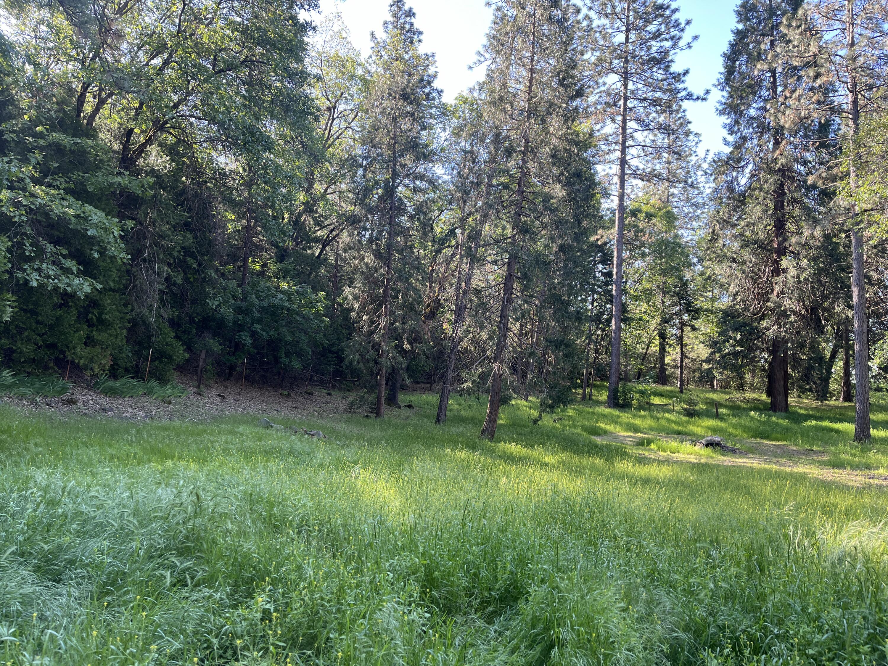 14935 Oak Run Road Oak Run, CA 96069 - Photo 44 of 46 Pasture