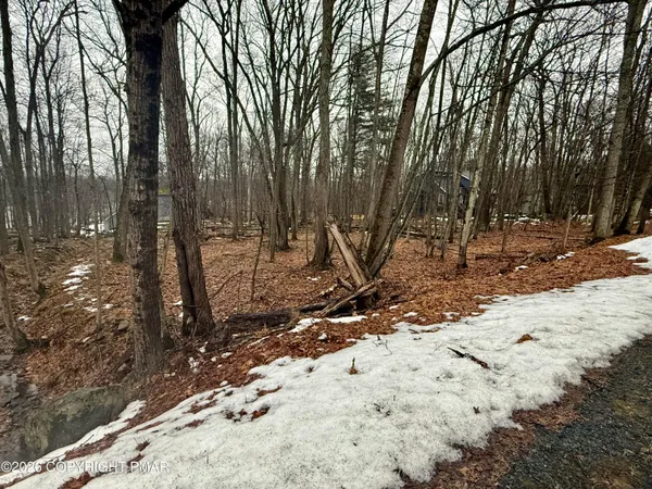a view of a backyard with large trees