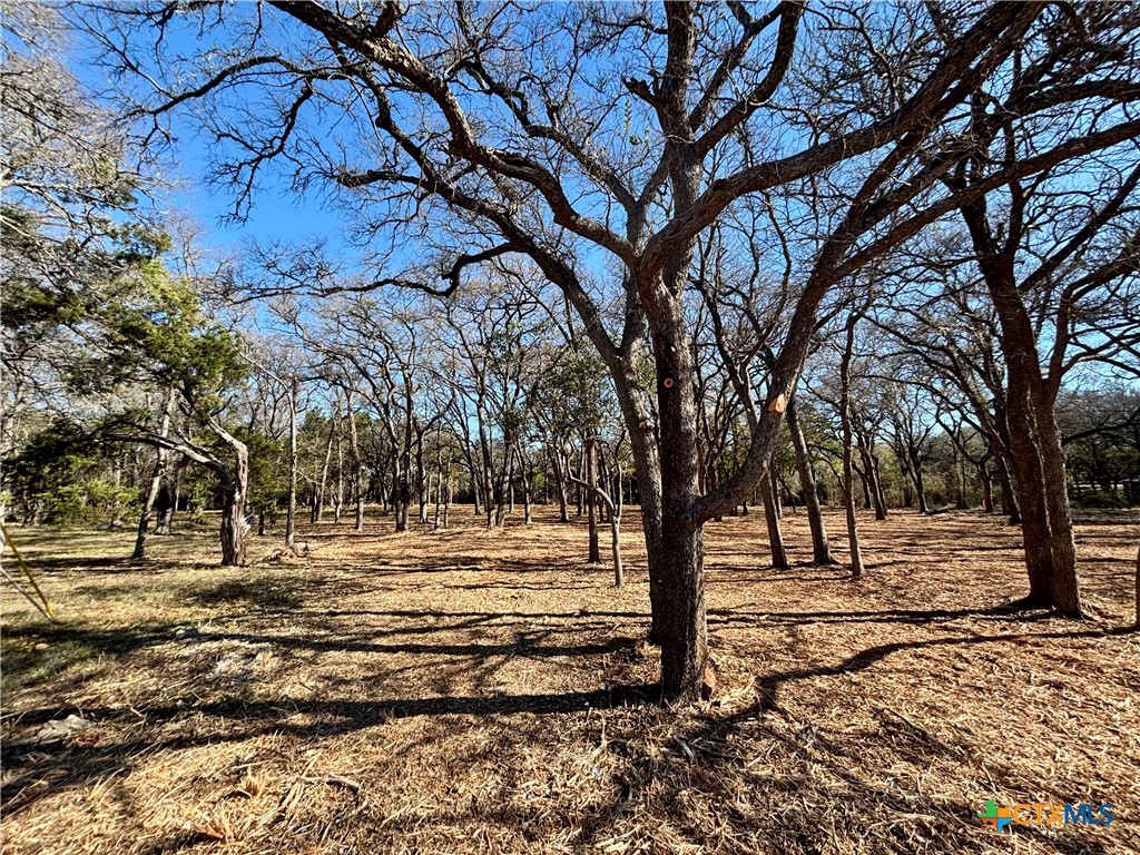 157 Cedar Mountain Road Gatesville, TX 76528 - Photo 2 of 10 a view of dirt yard with a large tree