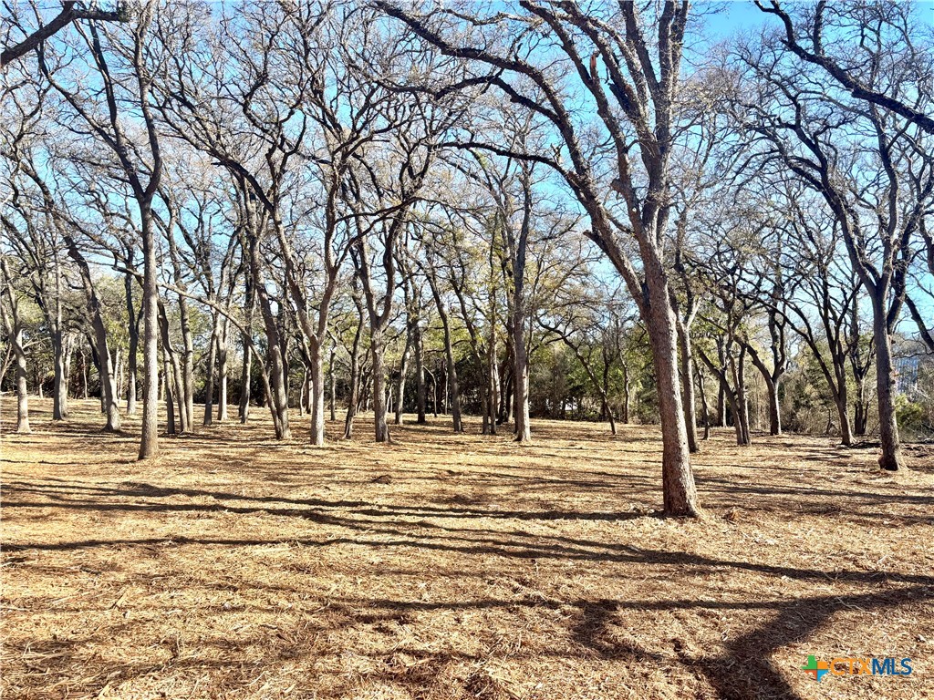 157 Cedar Mountain Road Gatesville, TX 76528 - Photo 7 of 10 a view of road yard and trees