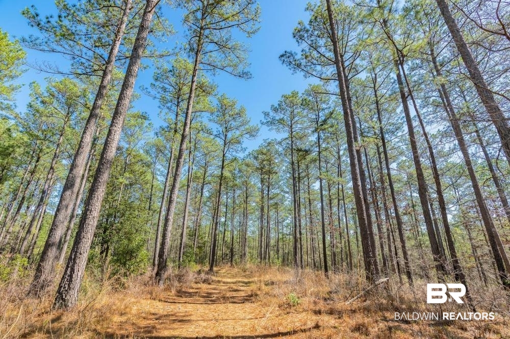 0 Private Road Millry, AL 36558 - Photo 31 of 50