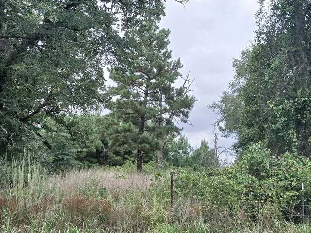 a view of a lush green forest with lots of trees