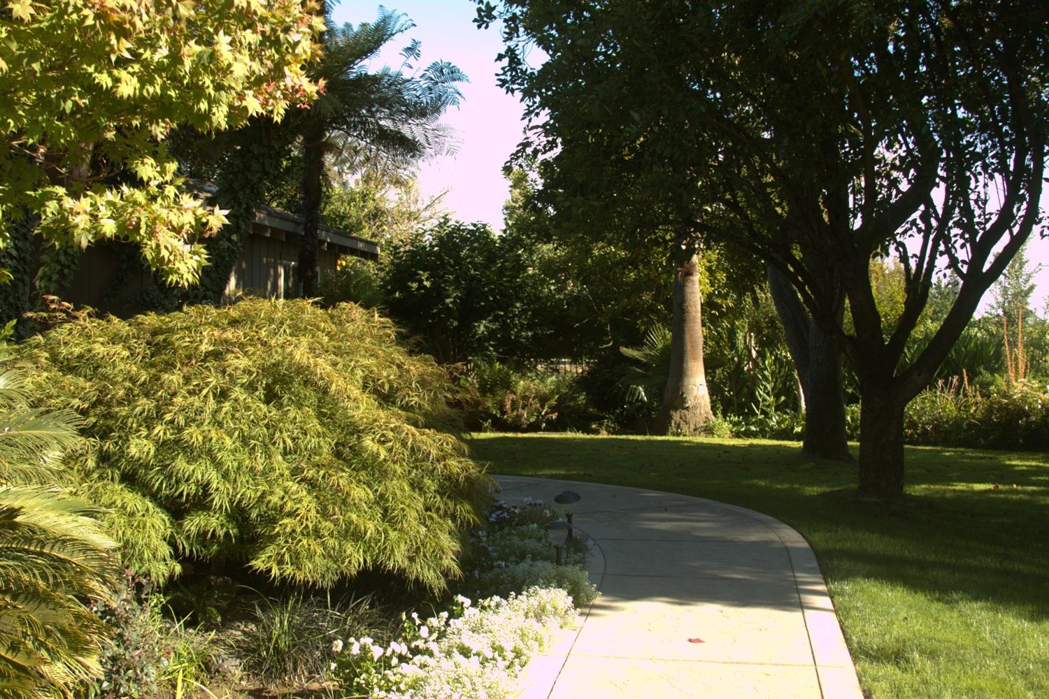 17036 North Locust Tree Road Lodi, CA 95240 - Photo 14 of 19 a view of backyard with tree