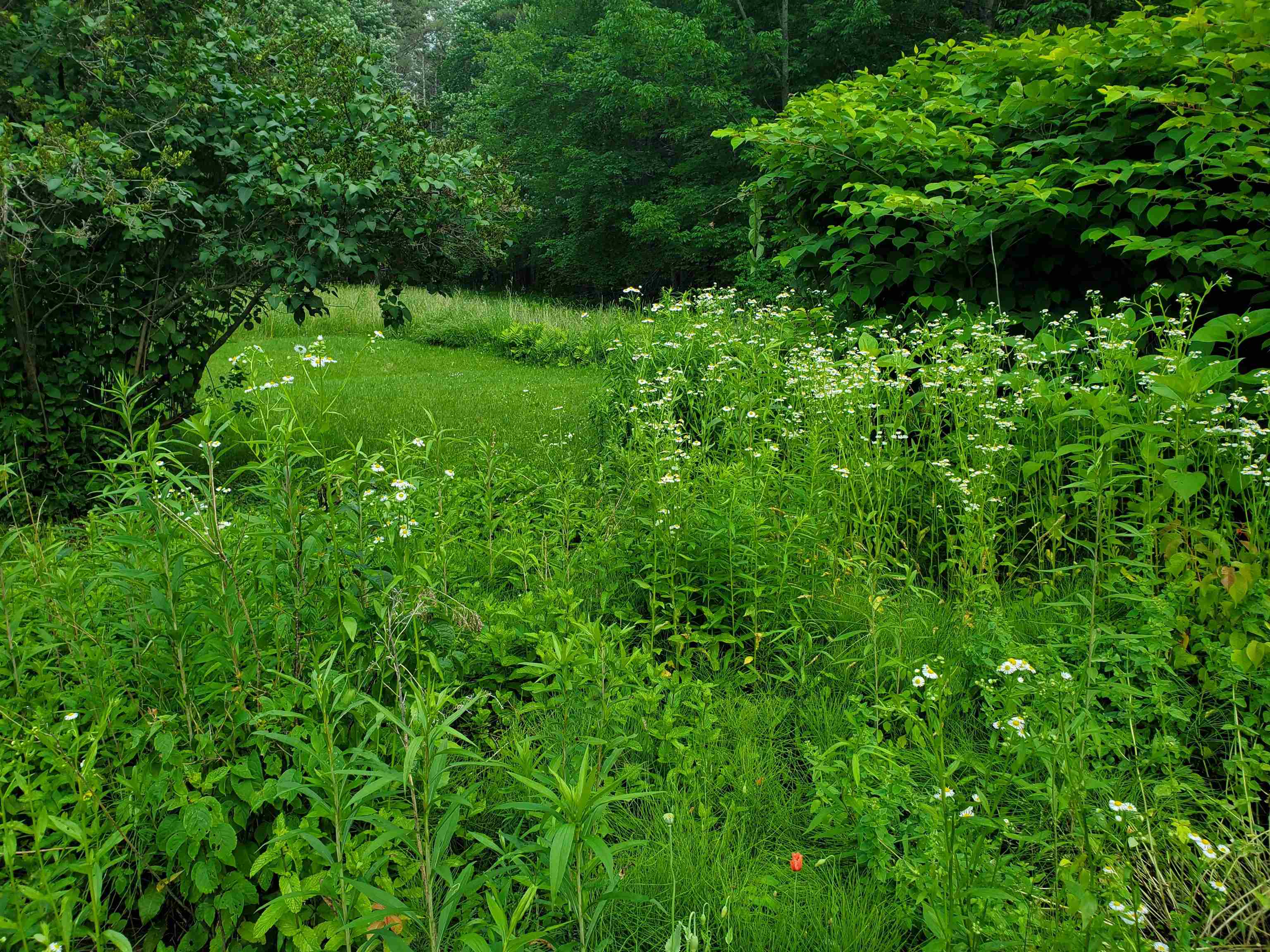 529 Lockehaven Road Enfield, NH 03748 - Photo 27 of 37