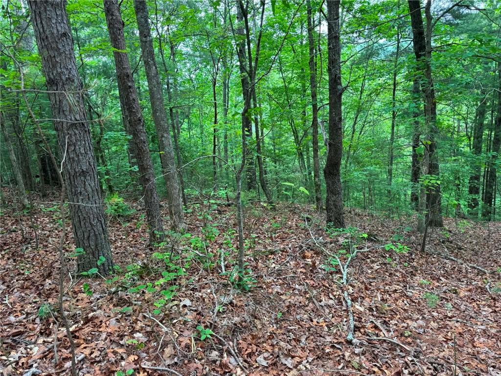 1674 A Hunter Drive Ranger, GA 30734 - Photo 2 of 25 a view of a forest that has large trees