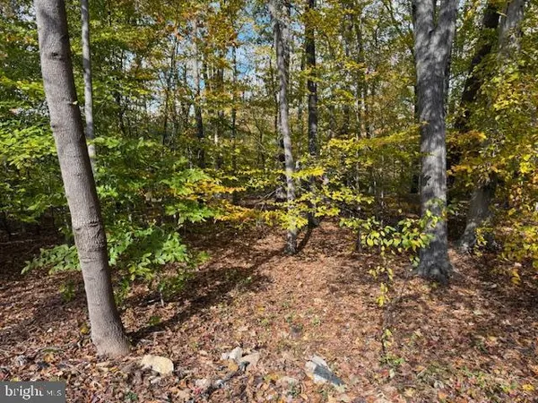 a view of a garden with plants