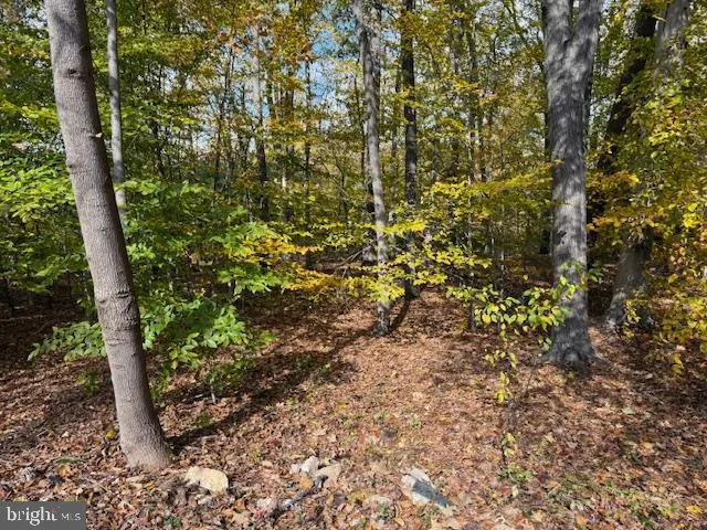 a view of a garden with plants