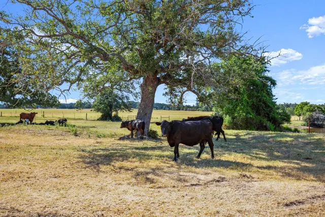 a backyard of a house with barbeque oven and a tree