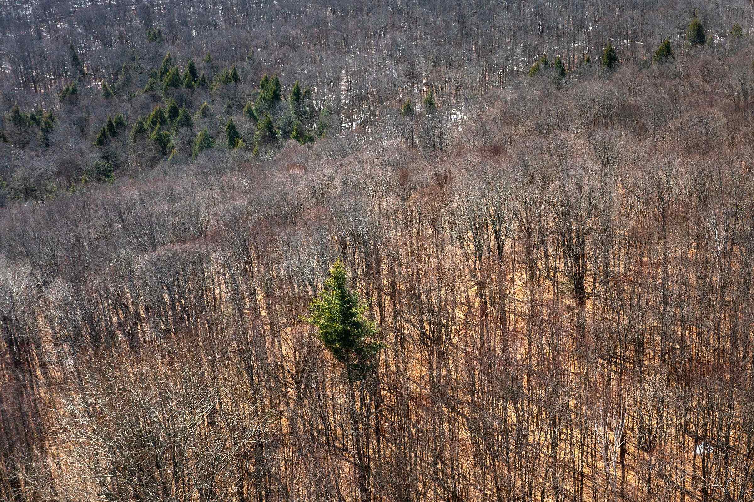 78 Captain Copeland Road, Unit LOT #2 East Dover, VT 05341 - Photo 3 of 13