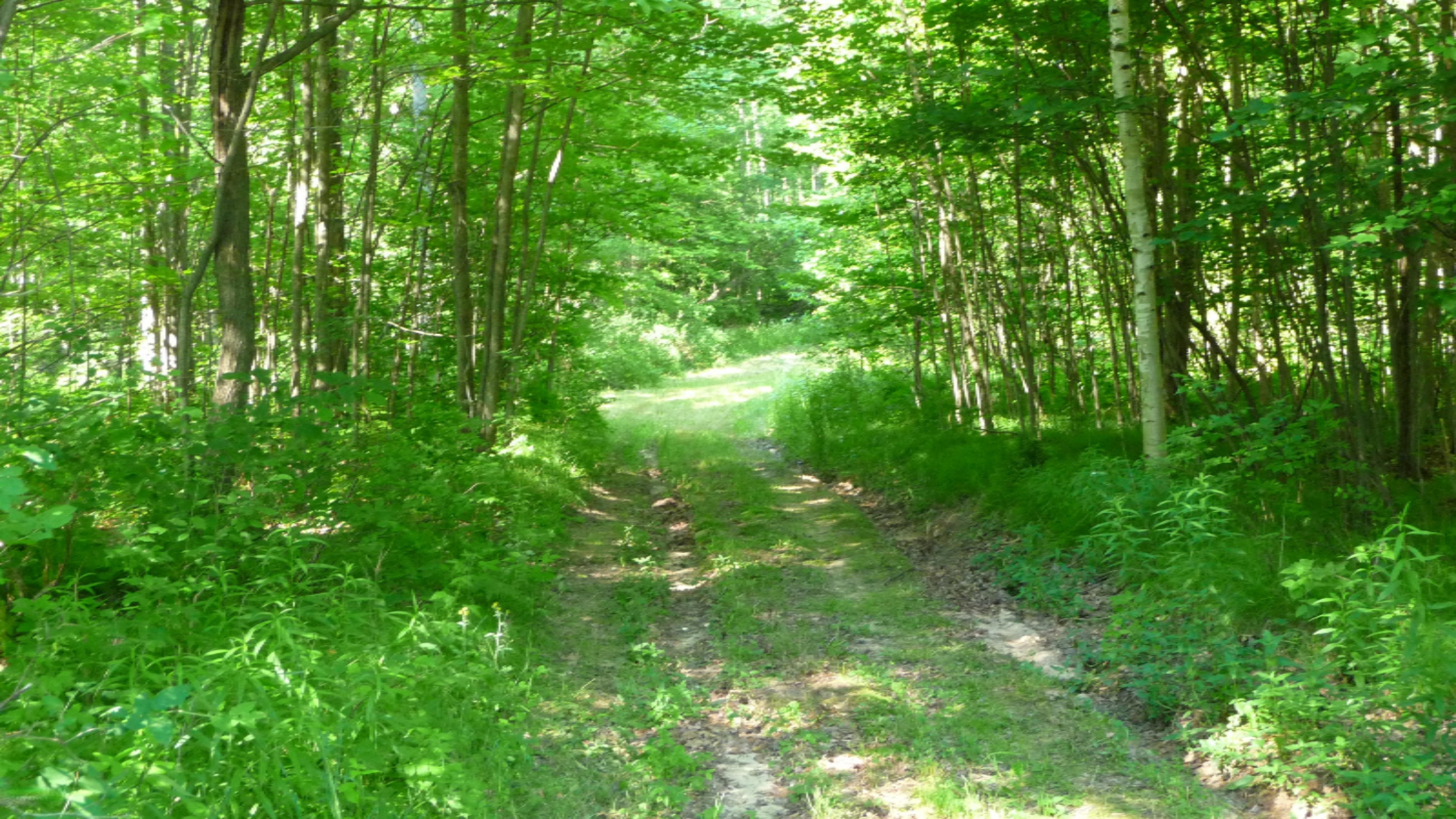State Road Harrison, MI 48625 - Photo 6 of 34 P1030243