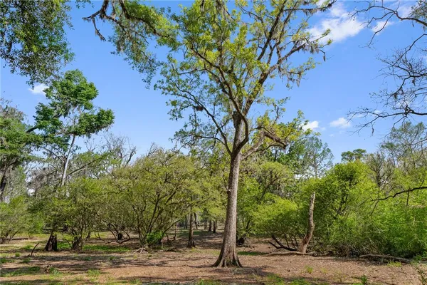 a view of a yard with plants and trees