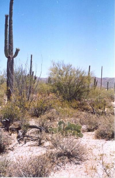 0 East Derrio Road Marana, AZ 85653 - Photo 5 of 6