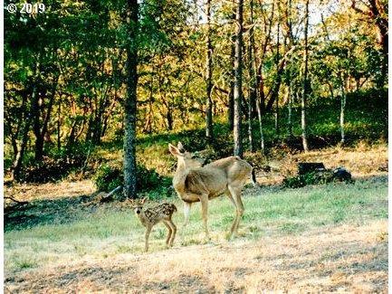980 Schiefflin Gulch Road Gold Hill, OR 97525 - Photo 16 of 20 Additional Photo