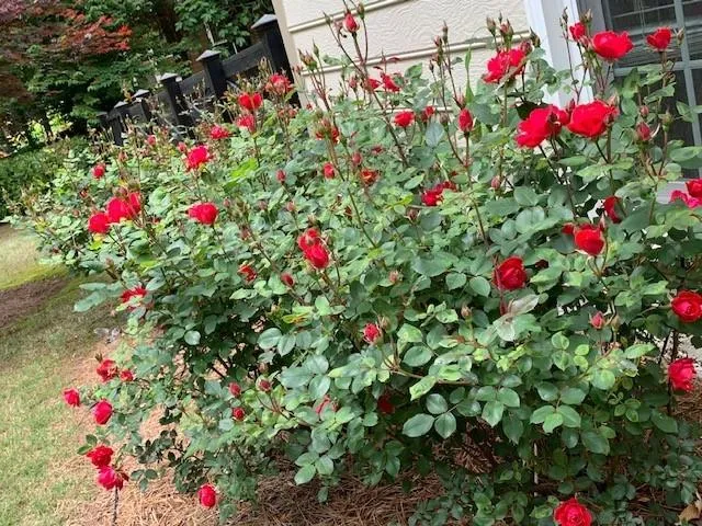 $899,000 | 14430 Wyndham Farms Drive, Milton, GA 30004