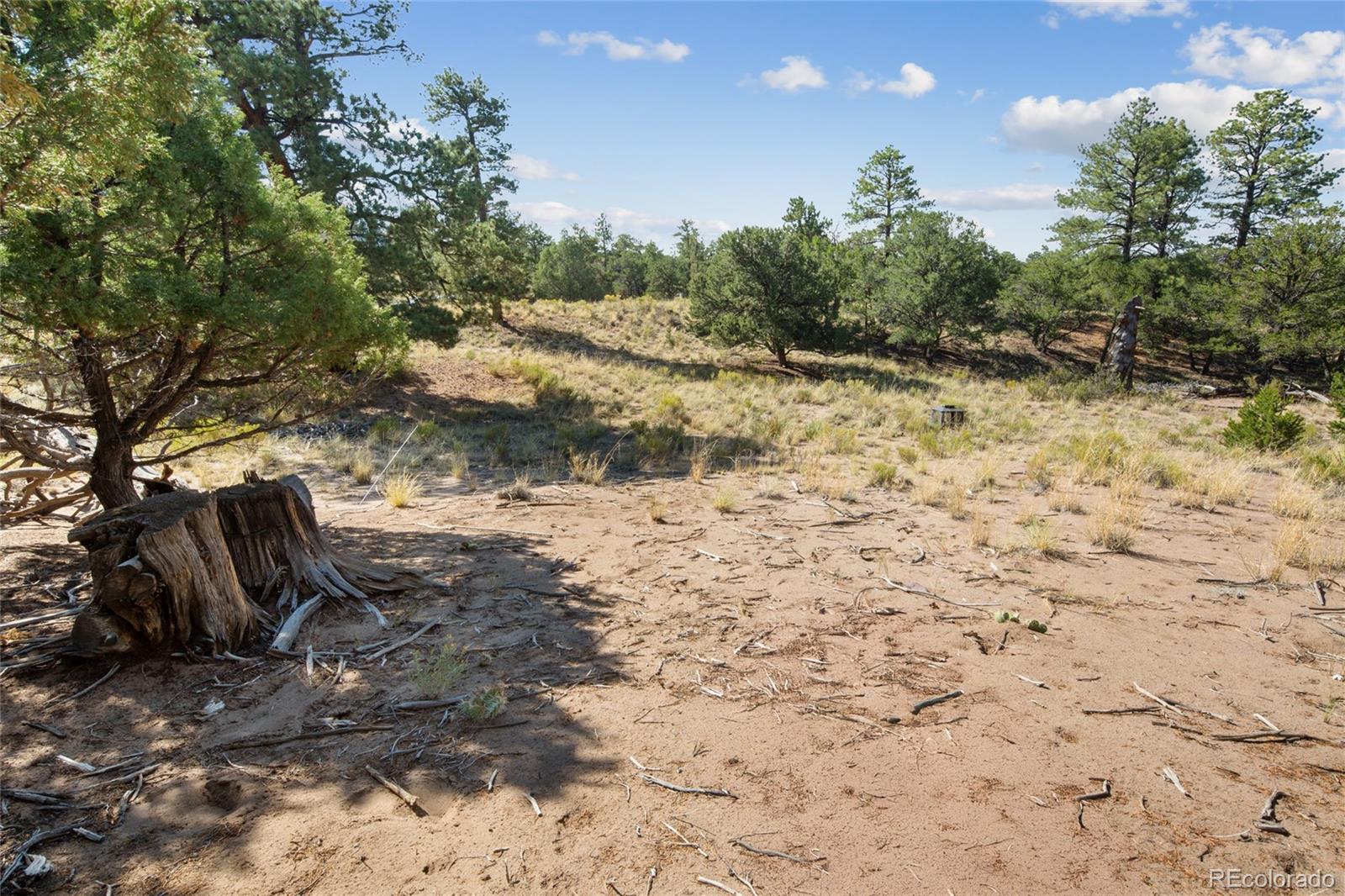 961 Ridgeview Way Crestone, CO 81131 - Photo 5 of 18 a view of a yard with a tree