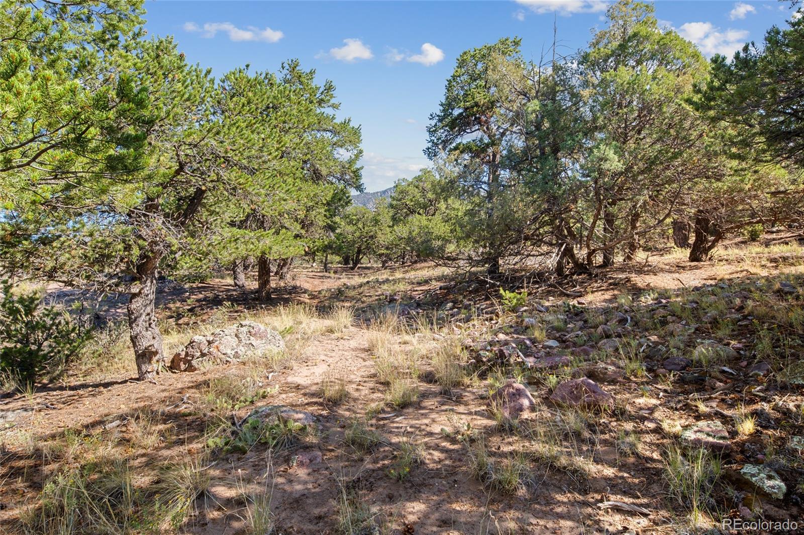 961 Ridgeview Way Crestone, CO 81131 - Photo 8 of 18 a view of a yard with a tree