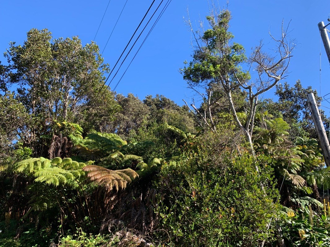 50 Hoonanea Street Volcano, HI 96785 - Photo 3 of 6 Gallery Image 3