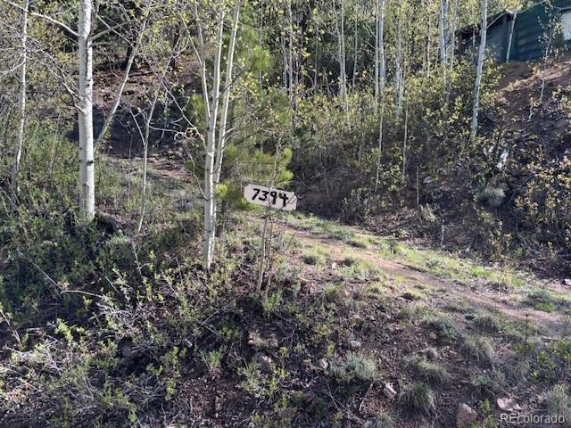 7394 County Road 43 Bailey, CO 80421 - Photo 1 of 12 a view of a forest with trees