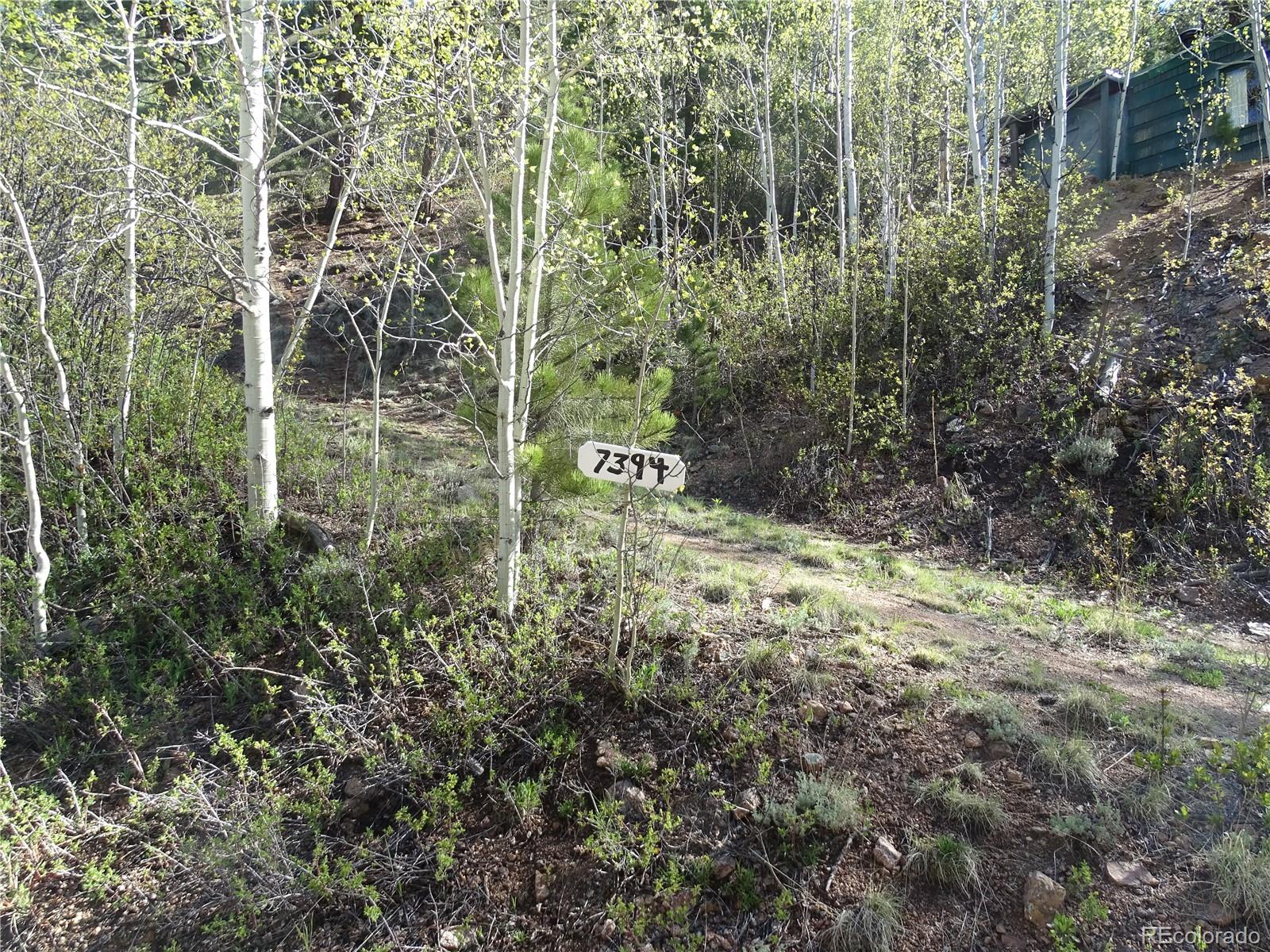 7394 County Road 43 Bailey, CO 80421 - Photo 7 of 12 a view of a forest with a tree