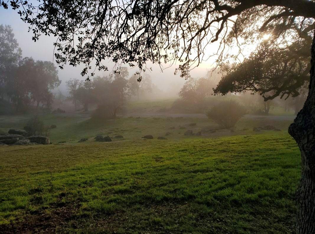 28903 Limestone Circle Coarsegold, CA 93614 - Photo 34 of 59 a view of yard with an outdoor space